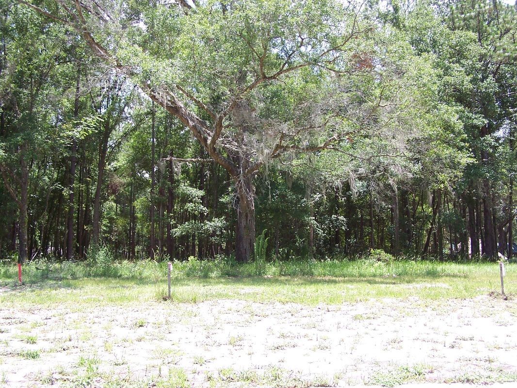 A field with trees in the background and a lot of grass in the foreground.