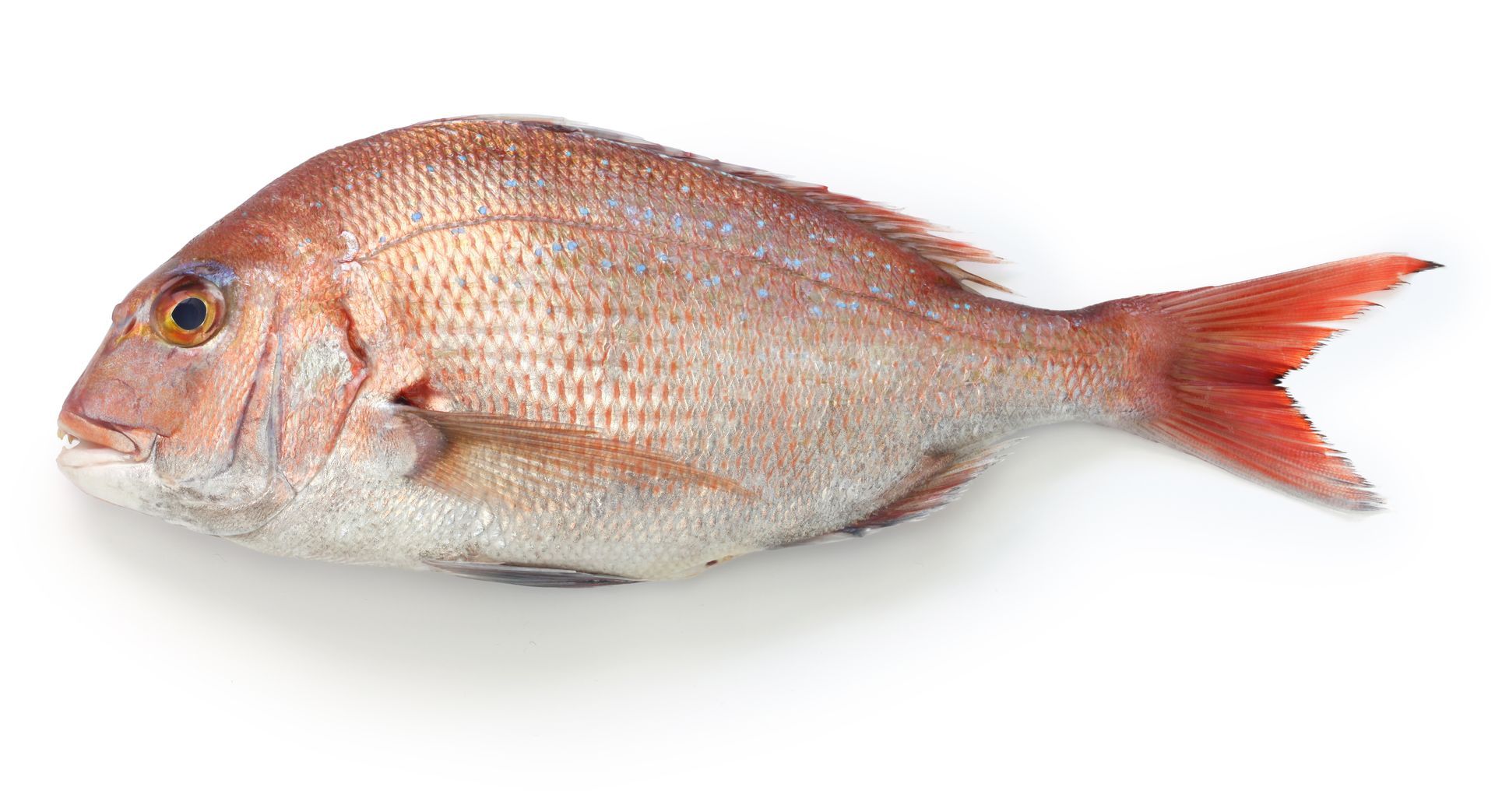 A Madai fish lies on a white background. Madai is also know as Japanese red sea bream.