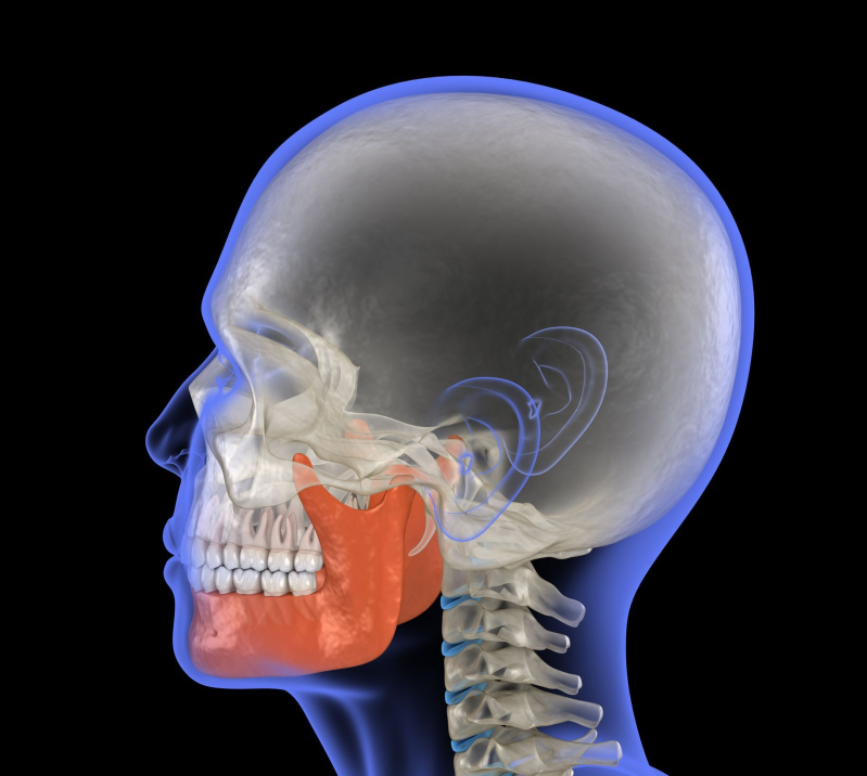 Illustrazione di un cranio visto di profilo, che evidenzia in rosso i muscoli della mascella e del collo.