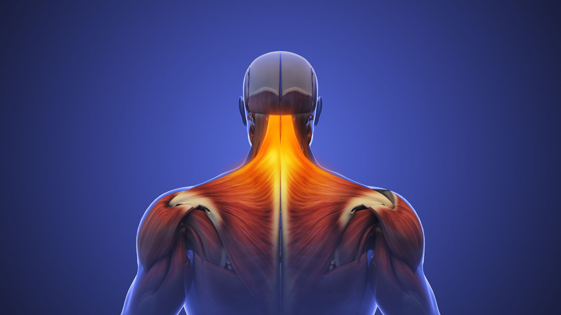 Vista posteriore di una schiena muscolosa con i muscoli del collo e delle spalle evidenziati in arancione su sfondo blu.