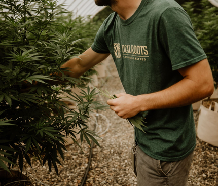 Local Roots Cannabis Crafted for Recreational use in MA Local Roots Cannabis Crafted for Recreational use in MA