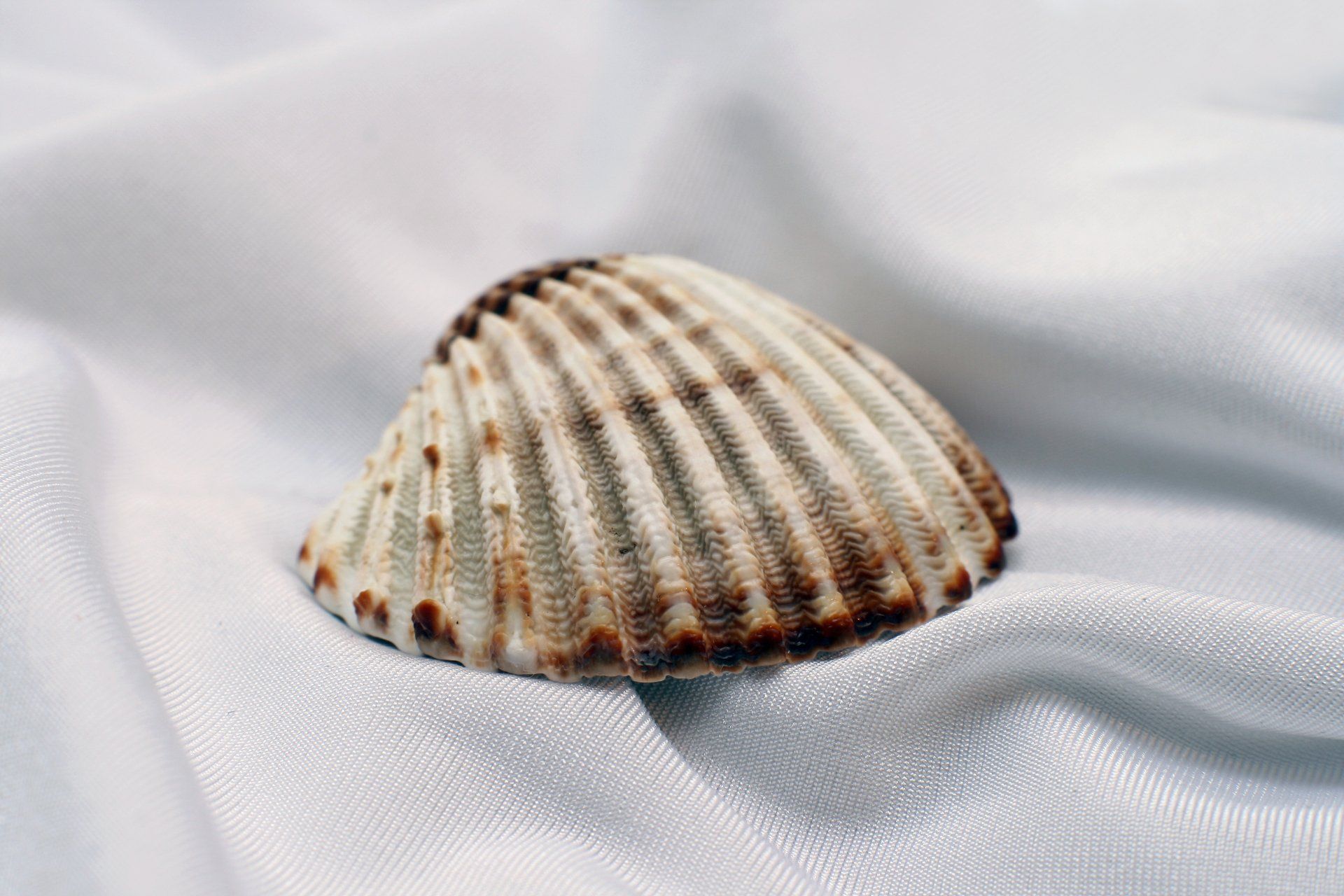 a sea shell is sitting on a white cloth .