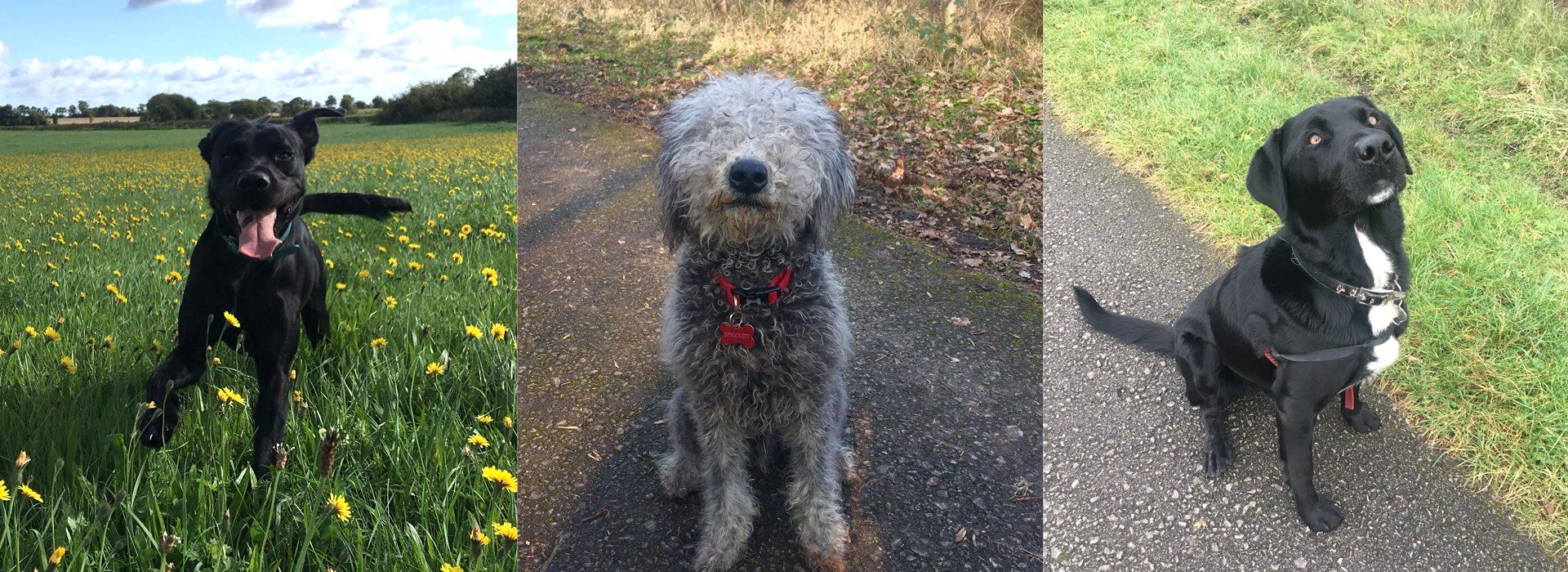 Image of three sitting dogs in a field or country lane