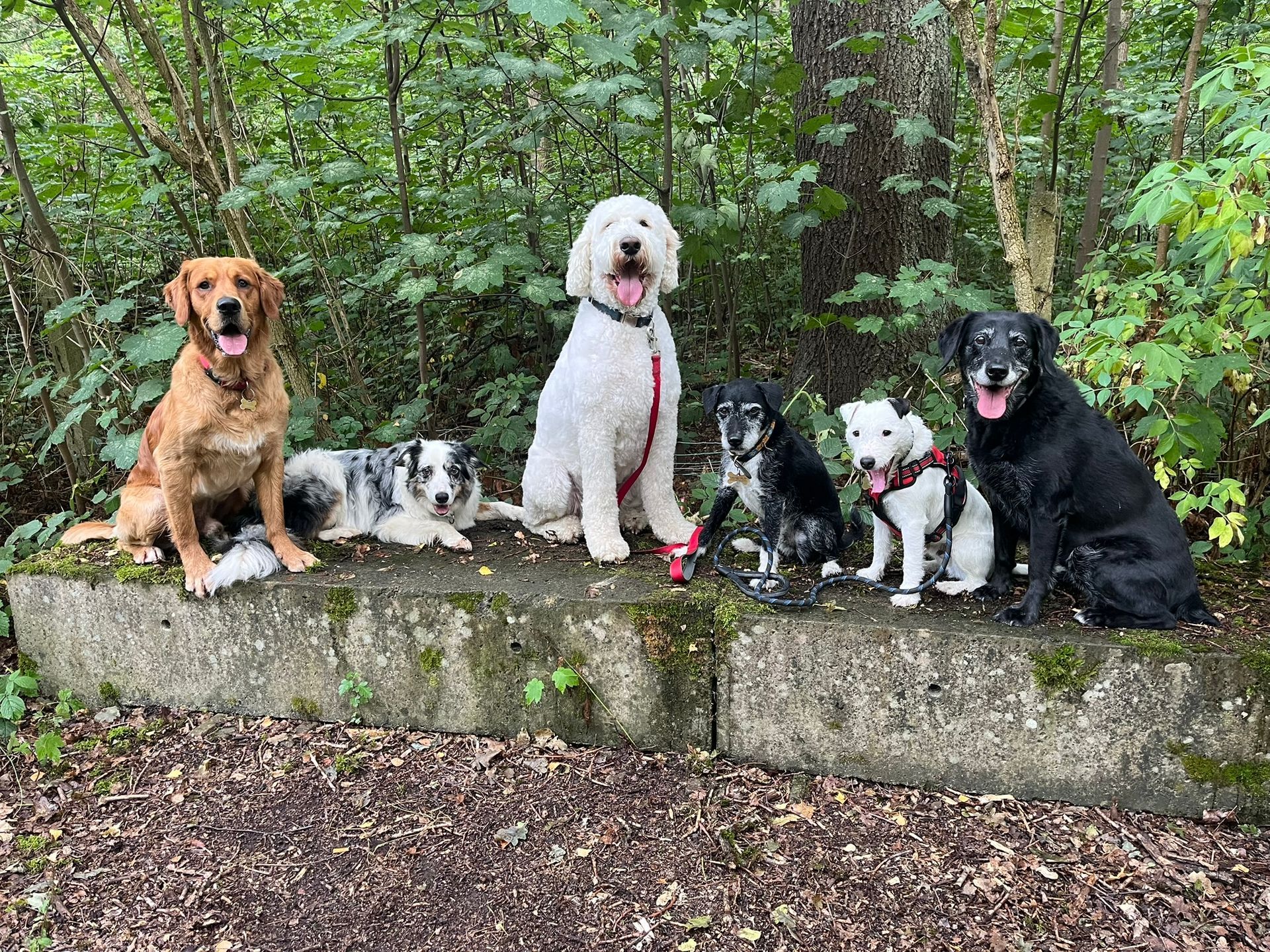 6 dogs sat on a wall