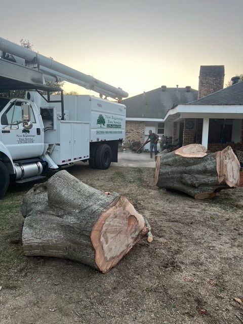 Huge Tree Logs in Backyard