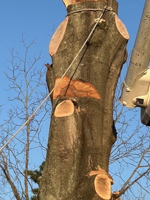 A Large Tree with a Rope