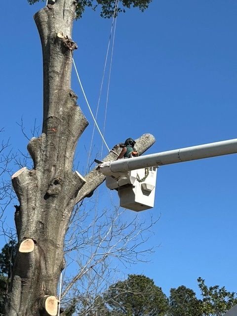 A Man in a Bucket is Cutting a Tree