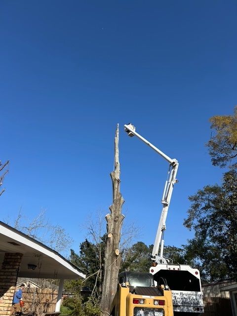 Cutting a Tree in Front of a House