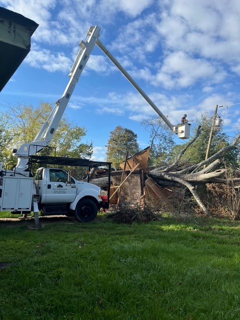Removing a Fallen Tree