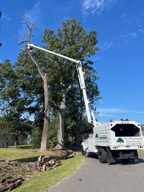 Worker Cutting a Tree Branches