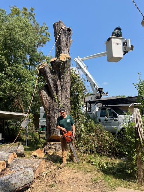 A Man is Cutting Down a Tree