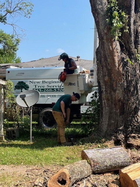 Workers Preparing for Tree Service