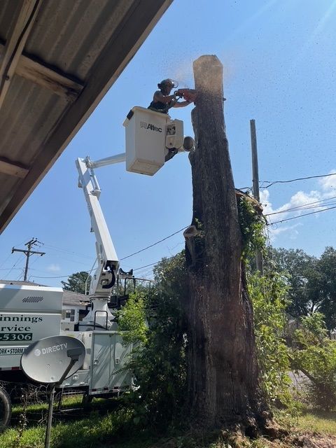 Worker in a Bucket is Cutting a Tree