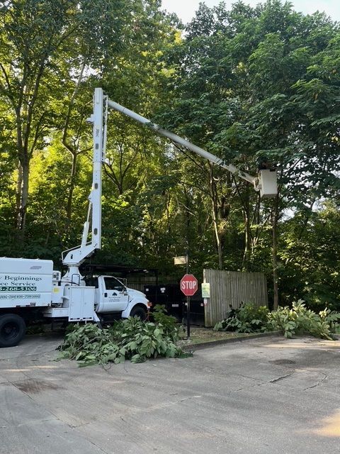 Tree Trimming in a Wide Property