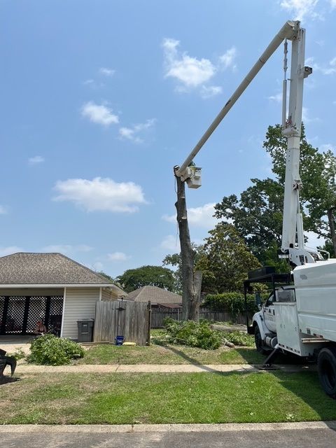 Residential Tree Removal Service