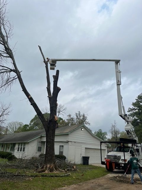 A Tree is Being Cut Down by Tree Expert