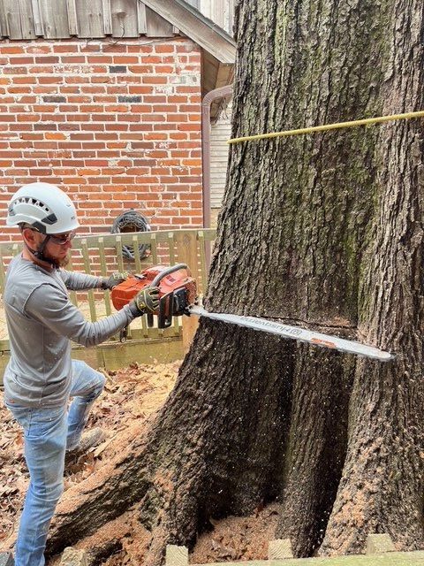Worker Cutting a Tall Tree Using Chainsaw