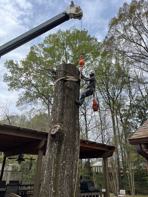 A Man is Climbing on a Tree