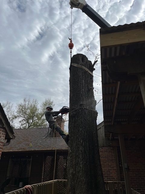 Worker Cutting a Tall Tree with Chainsaw