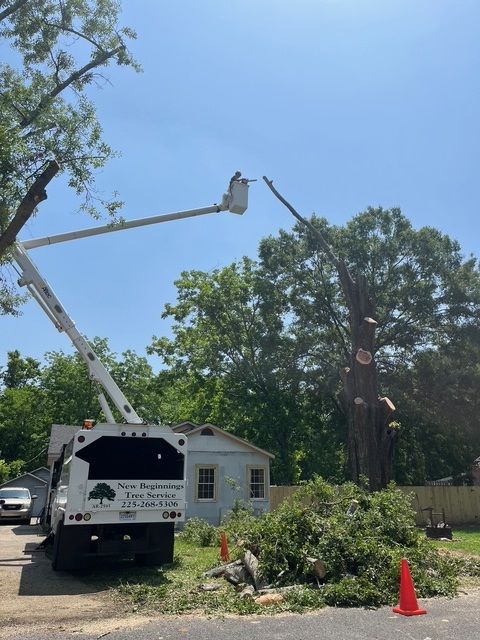 Tree Trimming Service