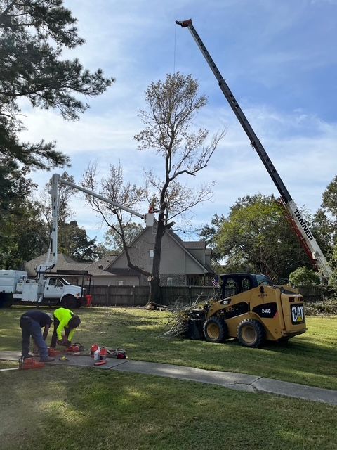 Tree Service in a Wide Backyard