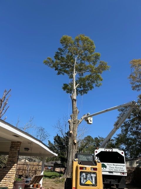 Cutting a Huge Branches of a Tree