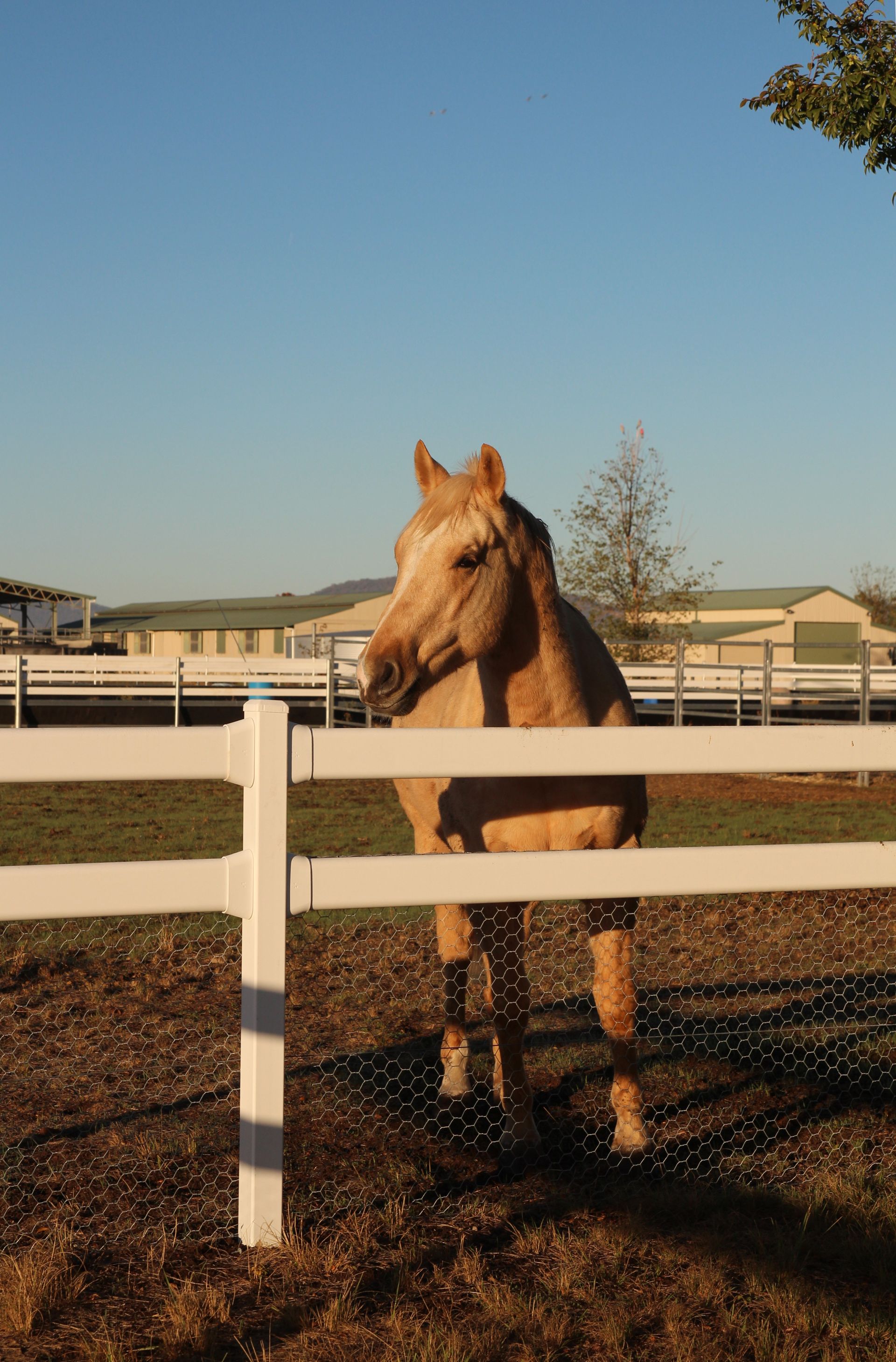 Rural Fencing in Mackay Dog Gone Fencing