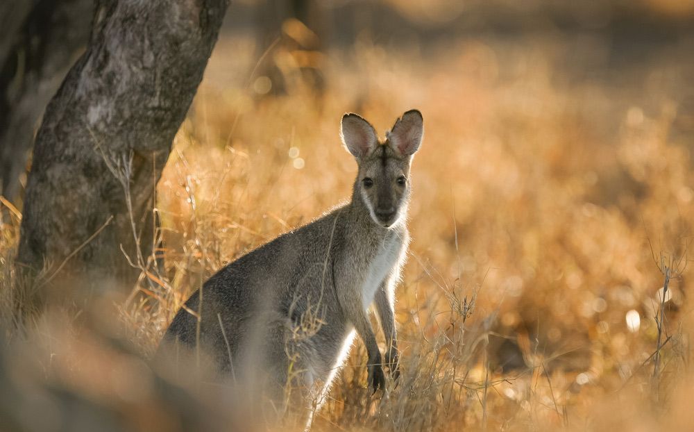 A Kangaroo Is Standing In The Grass Next To A Tree — Dog Gone Fencing in Longreach, QLD