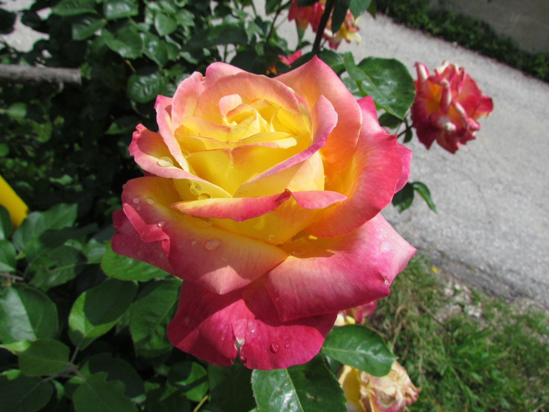 Eine Nahaufnahme einer gelben und rosa Rose in einem Garten.