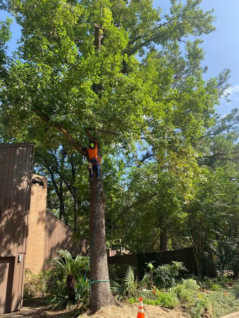 A man is climbing a tree in a yard.