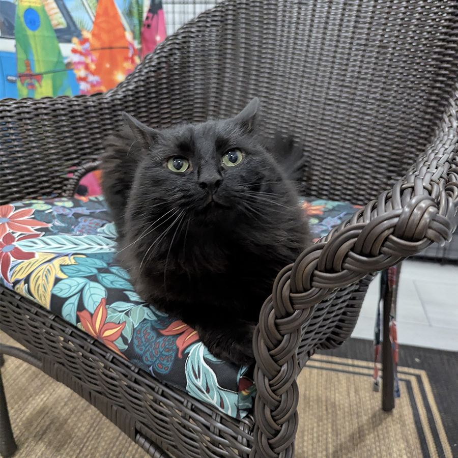 Fluffy black cat sitting on a wicker chair with a floral cushion, looking at the camera.