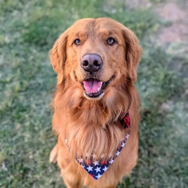 Golden retriever with a happy expression, wearing a patriotic bandana, sitting on grass.