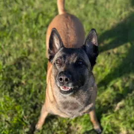 Belgian Malinois dog with a smiling expression, standing in a grassy area, looking upwards.