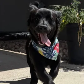 Black dog with a bandana running outside, tongue out, smiling.