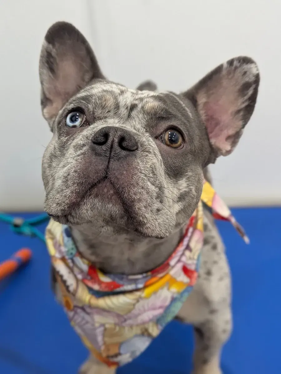 French bulldog with blue merle coat, wearing a bandana, looking up. One blue eye, one brown eye.
