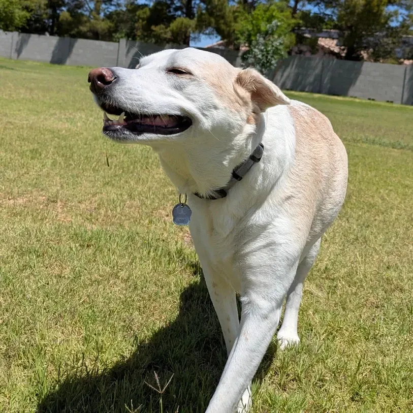 Cream-colored dog with mouth slightly open walks on green grass in a sunny park.