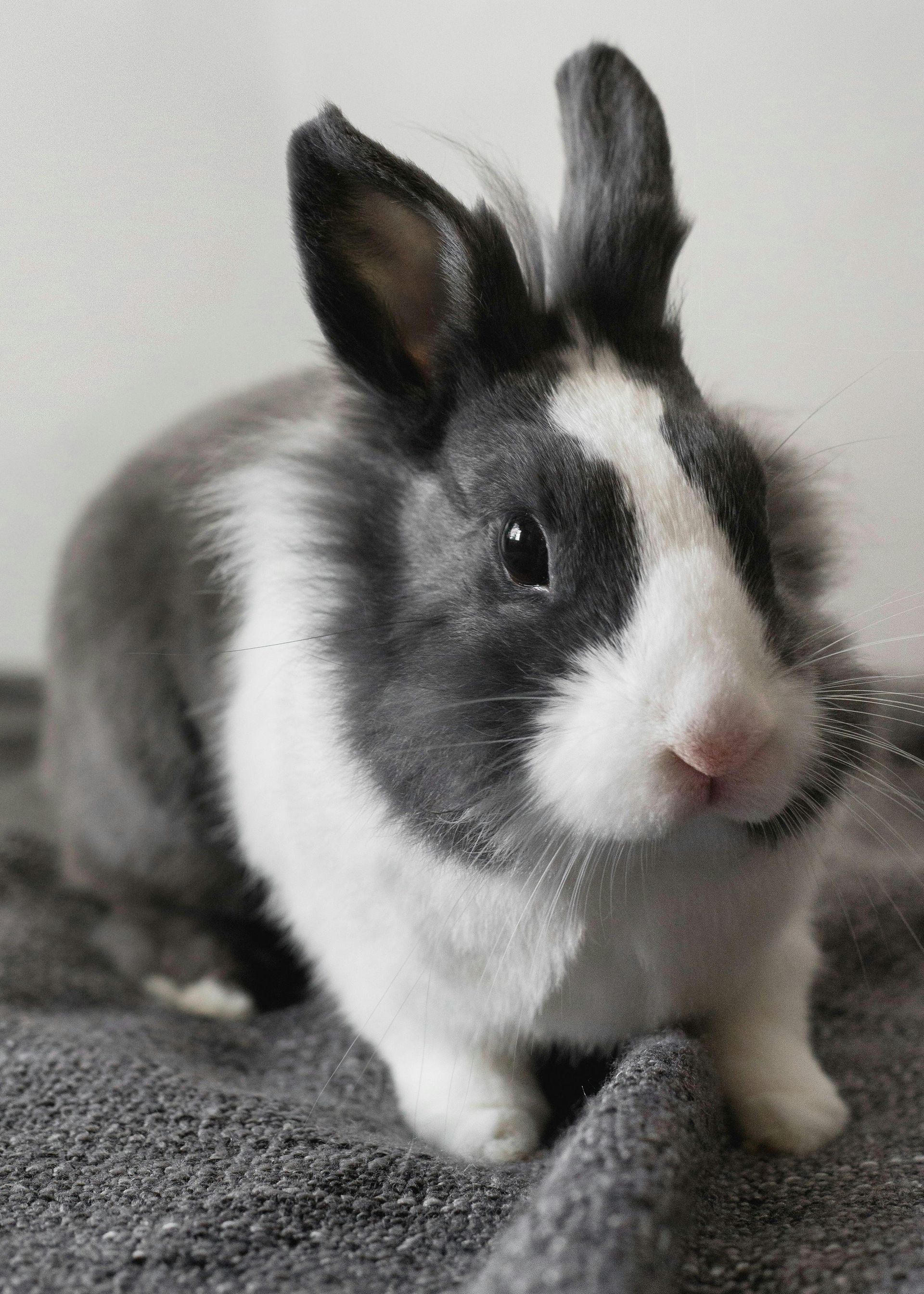 A small, gray and white rabbit sitting on a gray blanket.