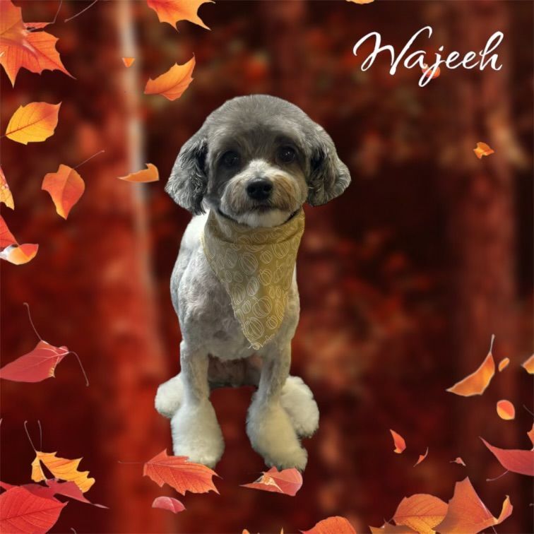 A picture of a dog with the name wajeel on it