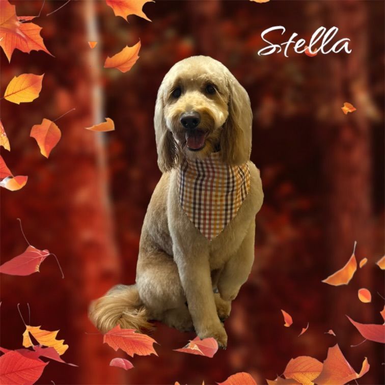 A dog wearing a bandana is sitting in front of autumn leaves.
