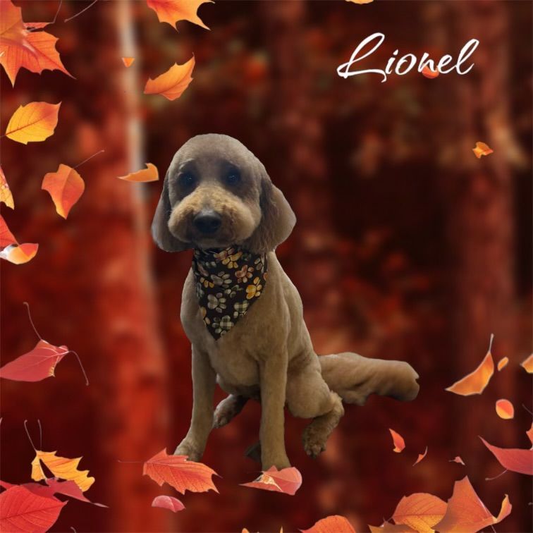 A dog named lionel is sitting in front of autumn leaves