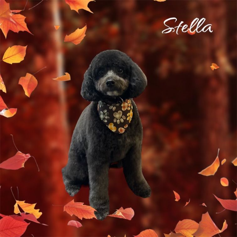 A black poodle with the name stella on the bottom