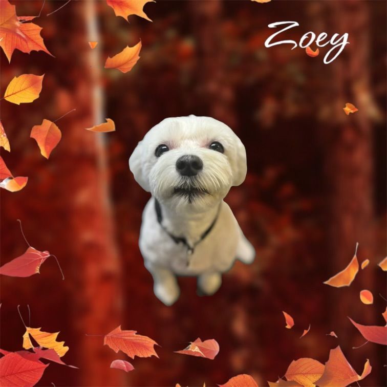 A white dog with the name zoey on it