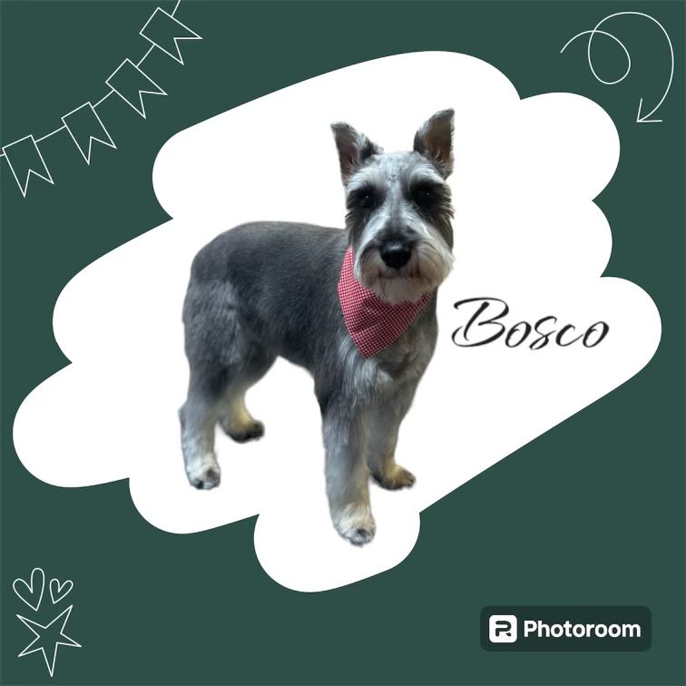 A picture of a dog with the name bosco on it