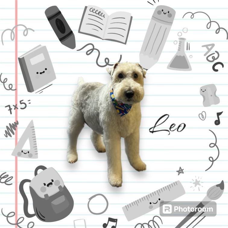 A dog is standing in front of a notebook with school supplies on it.