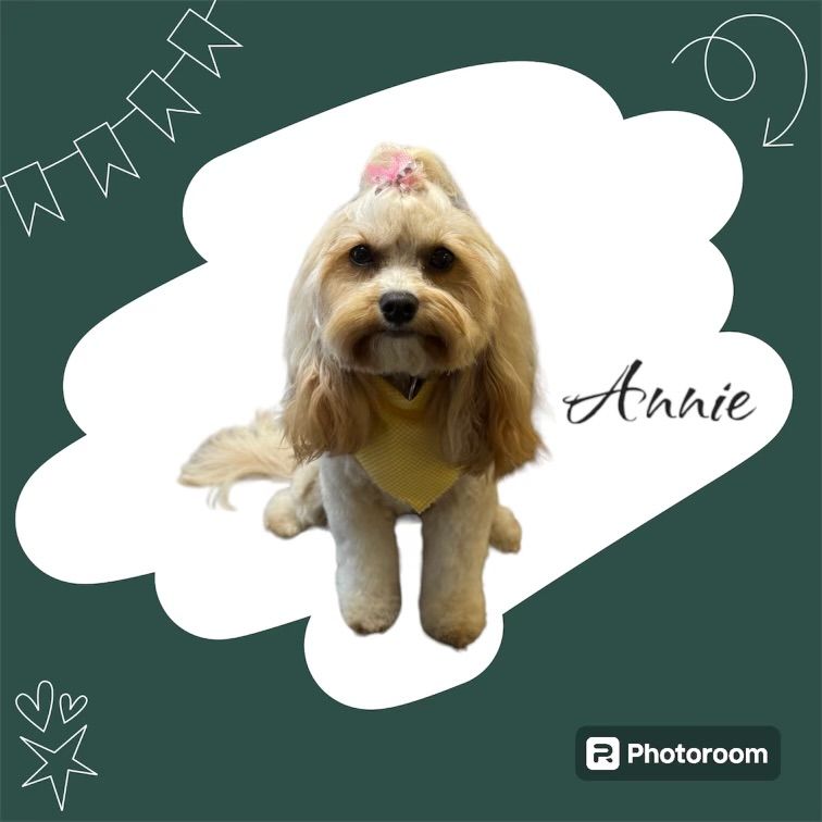 A picture of a dog with the name annie on it