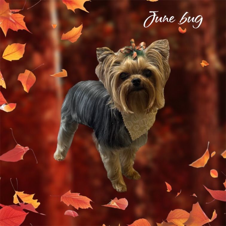 A yorkshire terrier is standing in front of autumn leaves.