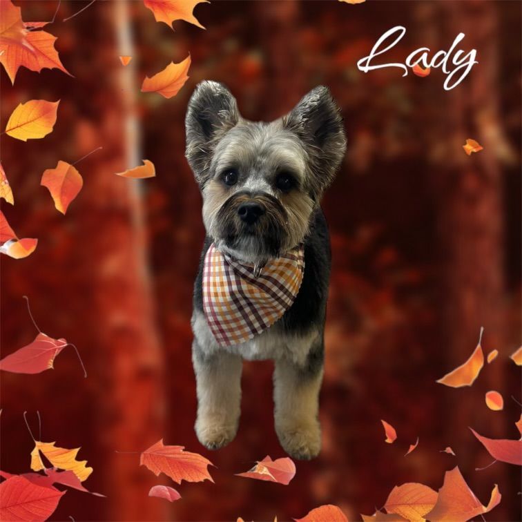A small dog wearing a plaid bandana is standing in front of autumn leaves.