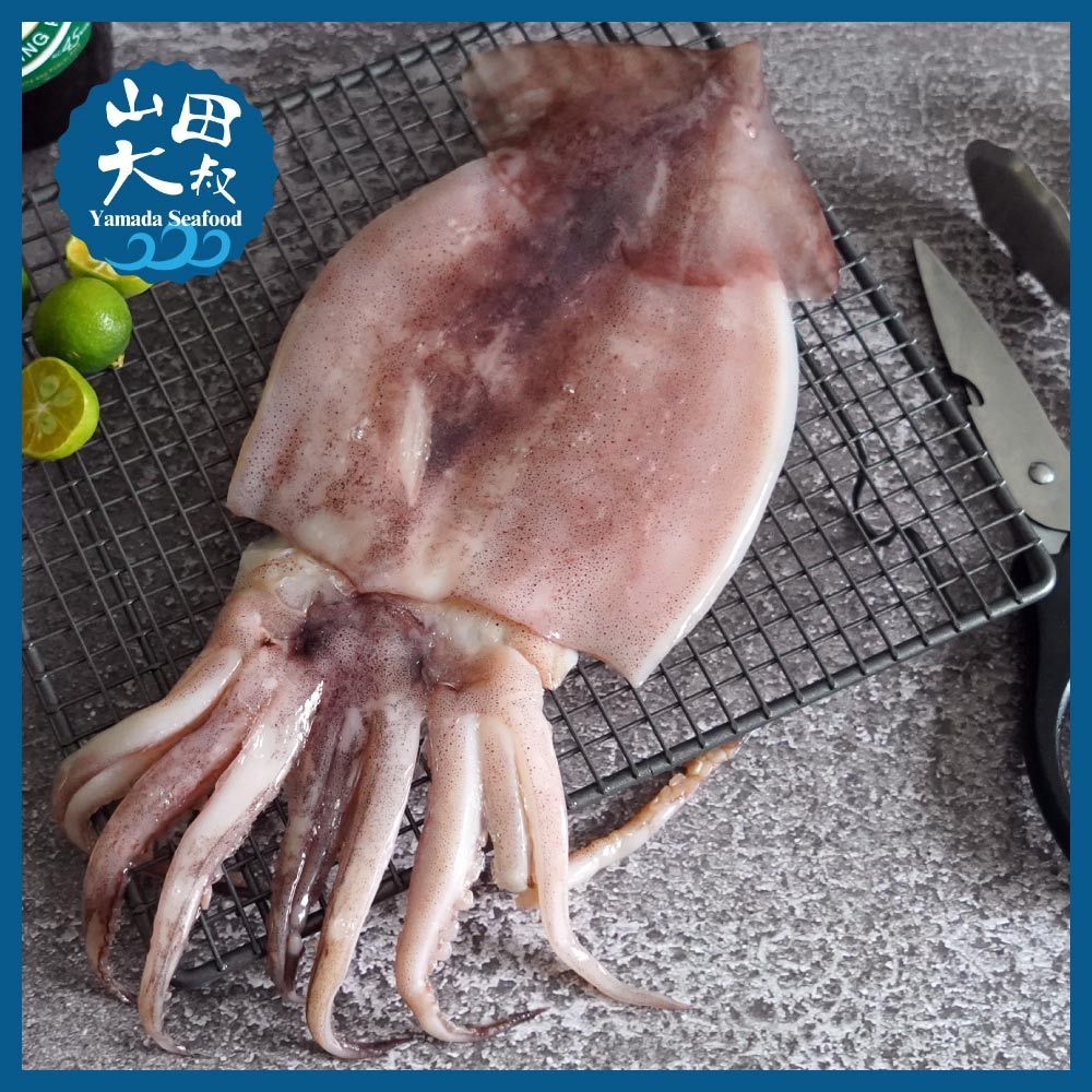 【高級居酒屋愛用】巨無霸魷魚一夜干