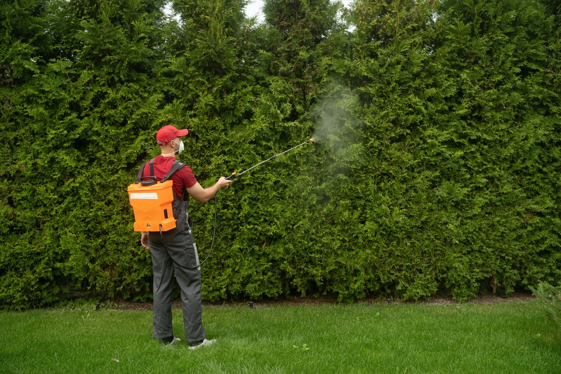 Person using a backpack sprayer in a hedge-lined yard, spraying mist onto green bushes.