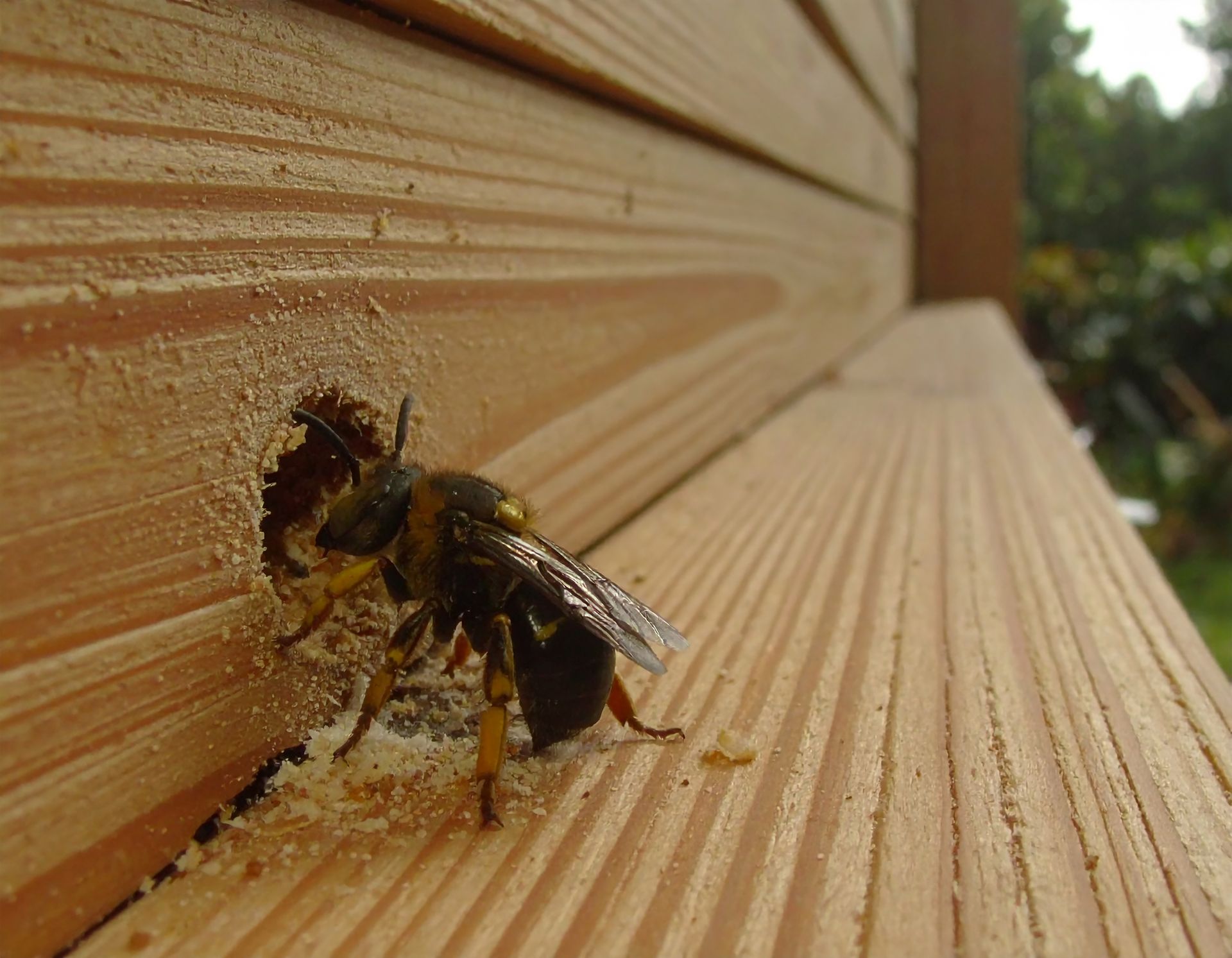 Bee at the entrance of a wooden wall opening